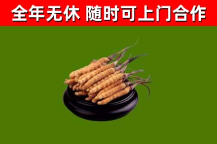 淄博回收冬虫夏草